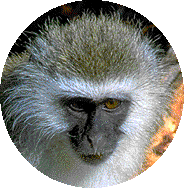 Photo of a Vervet monkey, courtesy of and   Copyright © 1998 Johan Mommens - URL below