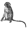 drawing of a Vervet monkey, Courtesy of and Copyright © 1998, the Vervet Monkey Foundation - URL at bottom